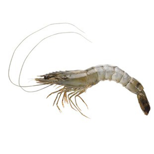 Gamba bodypeeled
